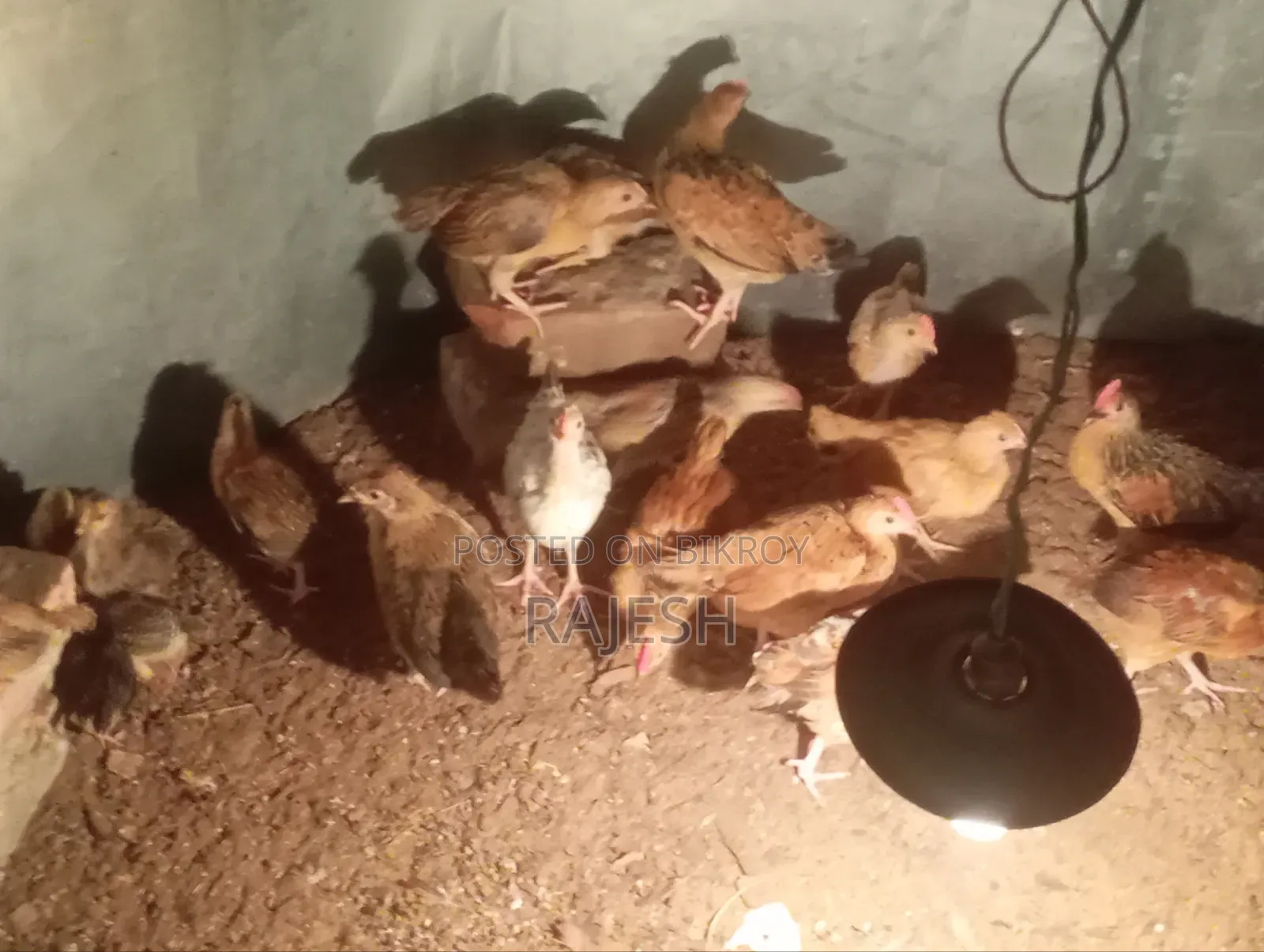 Desi Chicken Chicks