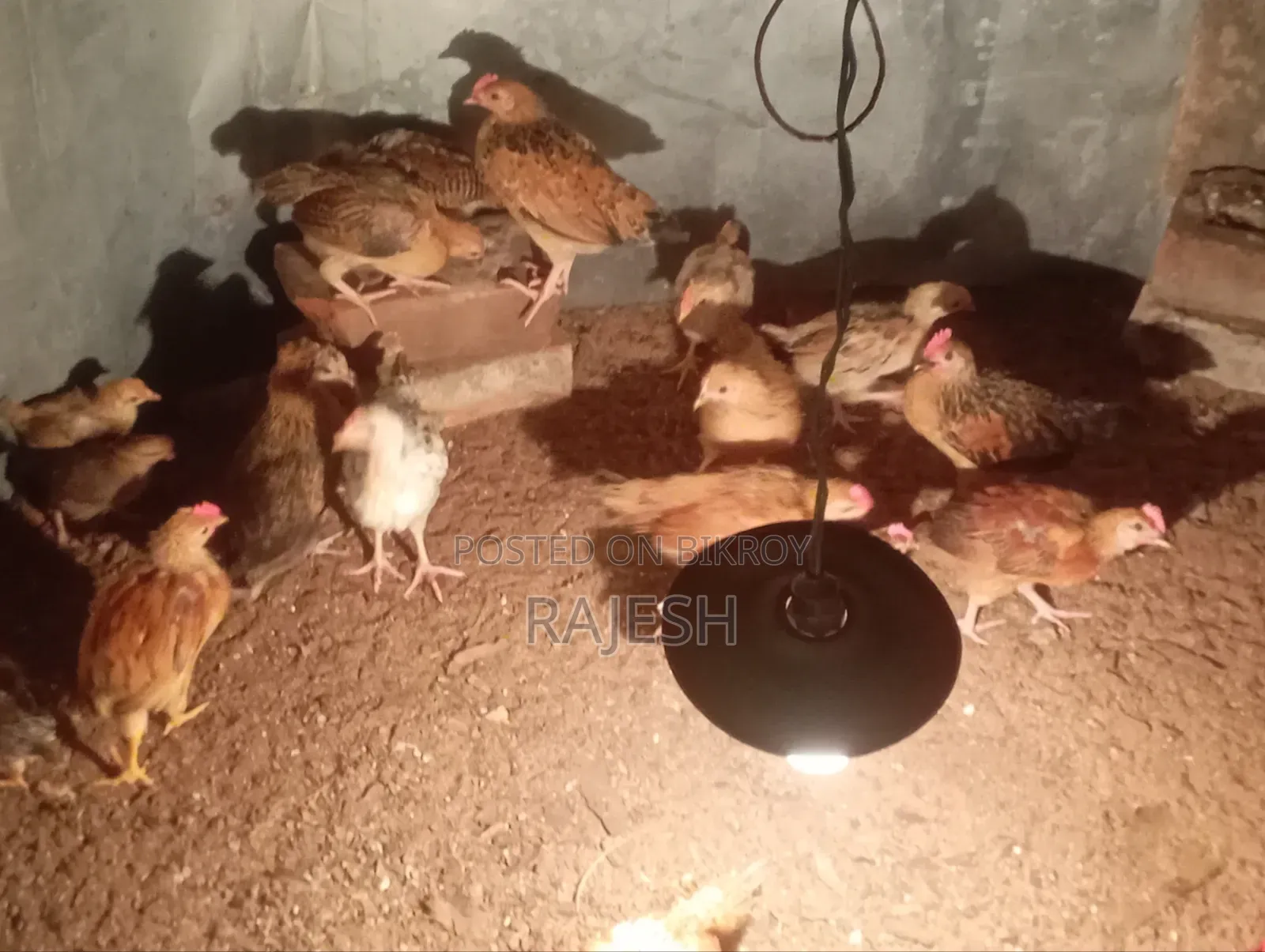 Desi Chicken Chicks