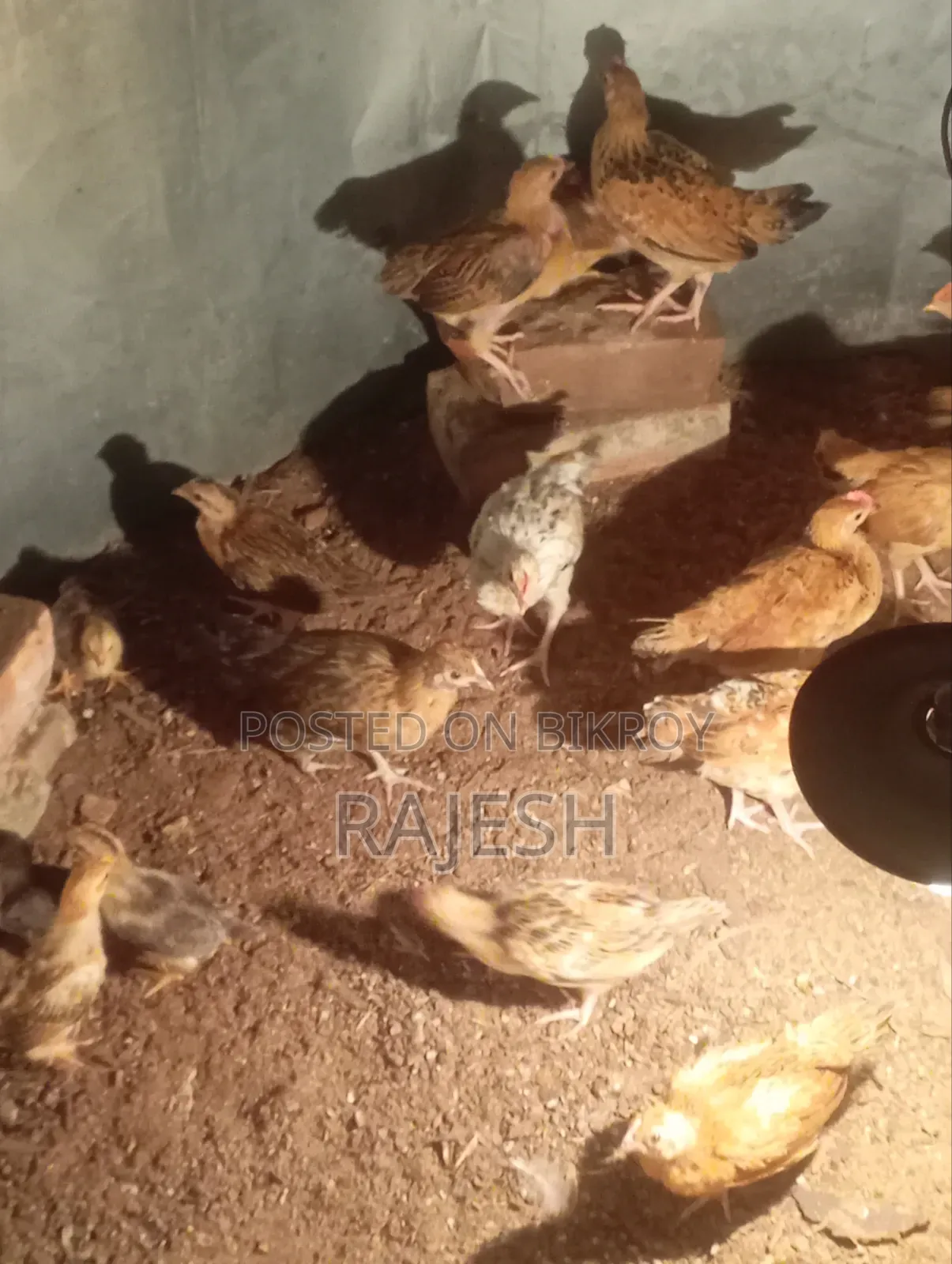 Desi Chicken Chicks