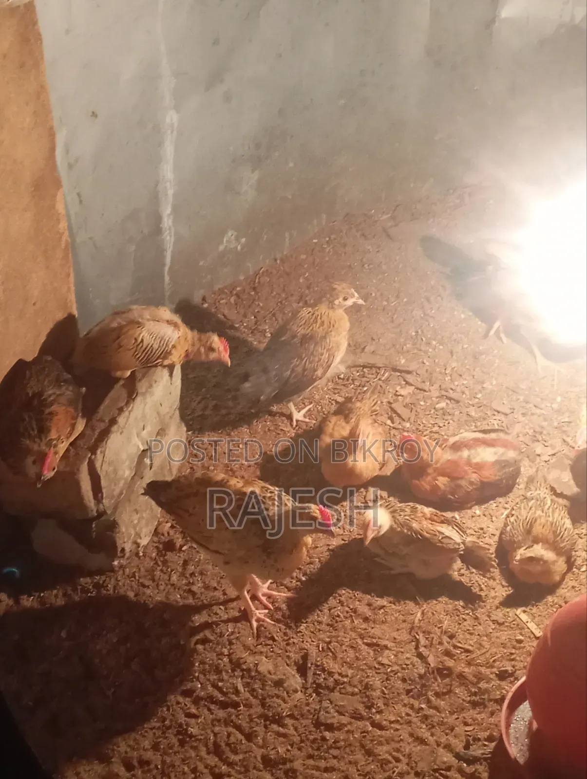 Desi chicken will be sold