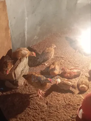 দেশি মুরগি বিক্রি করা হবে