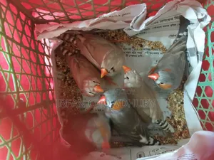 3 Pairs Adult Finches