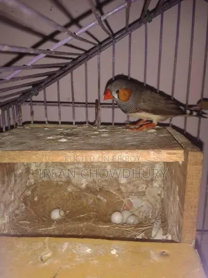 3 Pairs Adult Finches