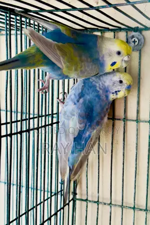 রেইনবো বাজিরিকা রানিং পেয়ার