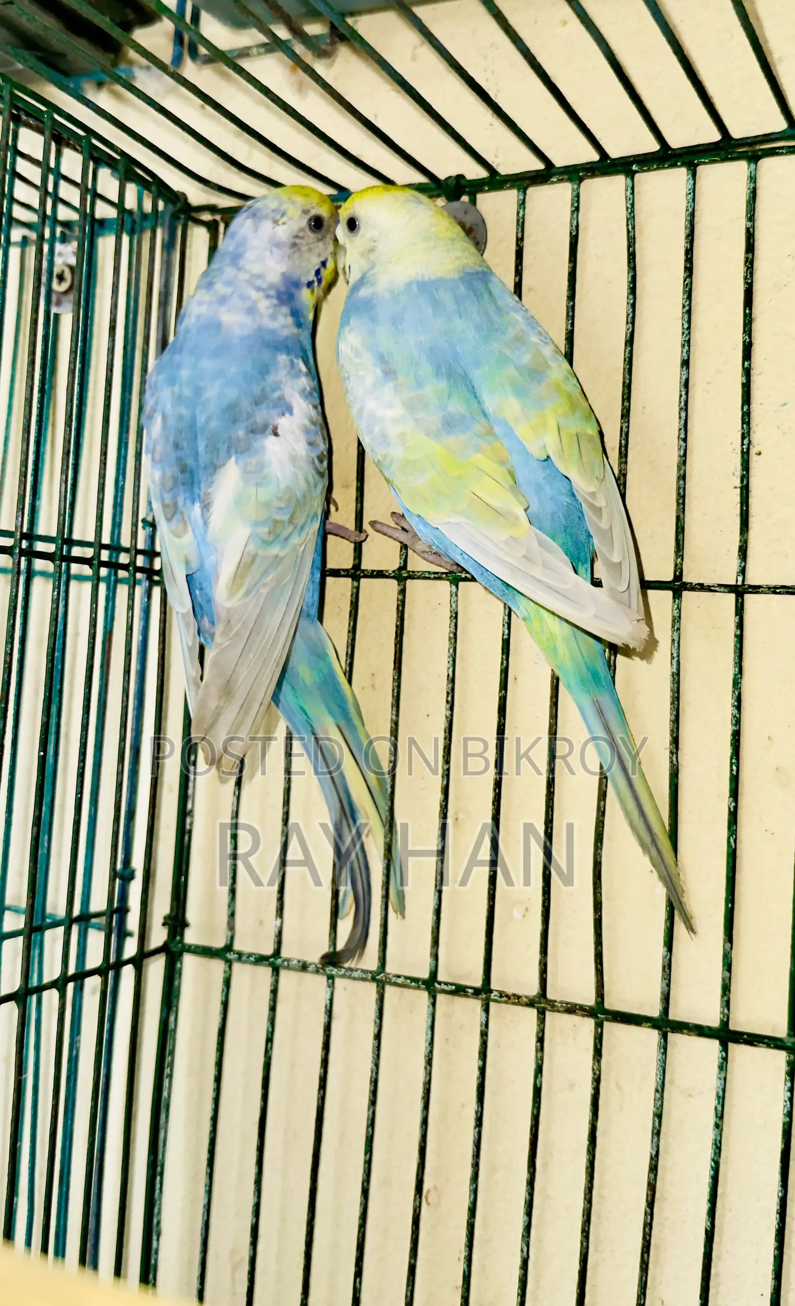 রেইনবো বাজিরিকা রানিং পেয়ার