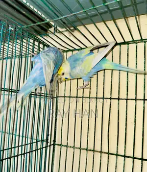 রেইনবো বাজিরিকা রানিং পেয়ার