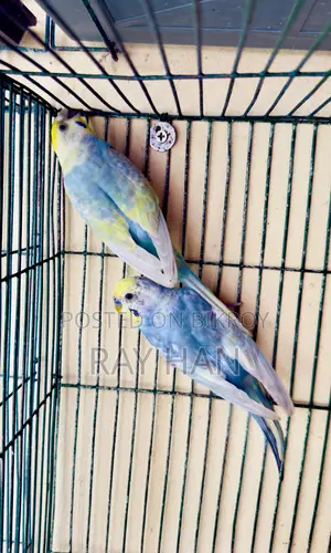 রেইনবো বাজিরিকা রানিং পেয়ার