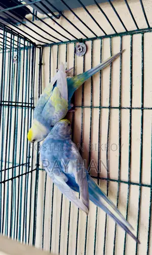 রেইনবো বাজিরিকা রানিং পেয়ার