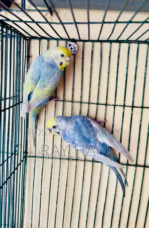 রেইনবো বাজিরিকা রানিং পেয়ার