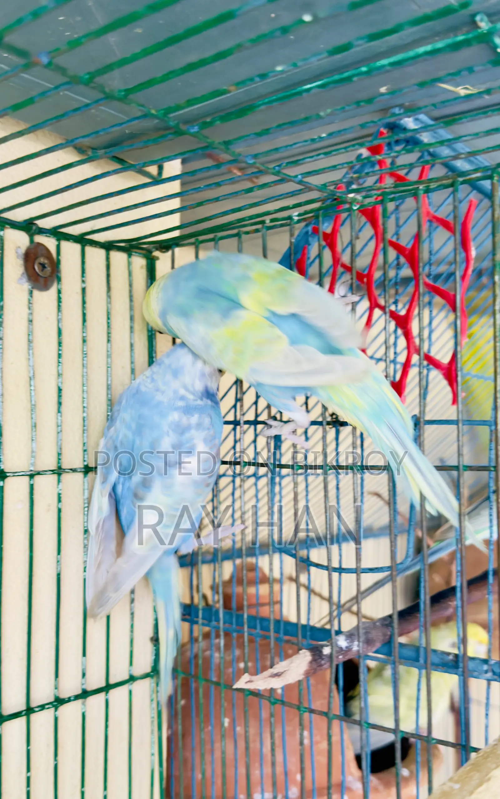 রেইনবো বাজিরিকা রানিং পেয়ার