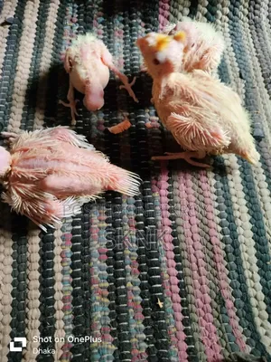 Cockatiel Baby