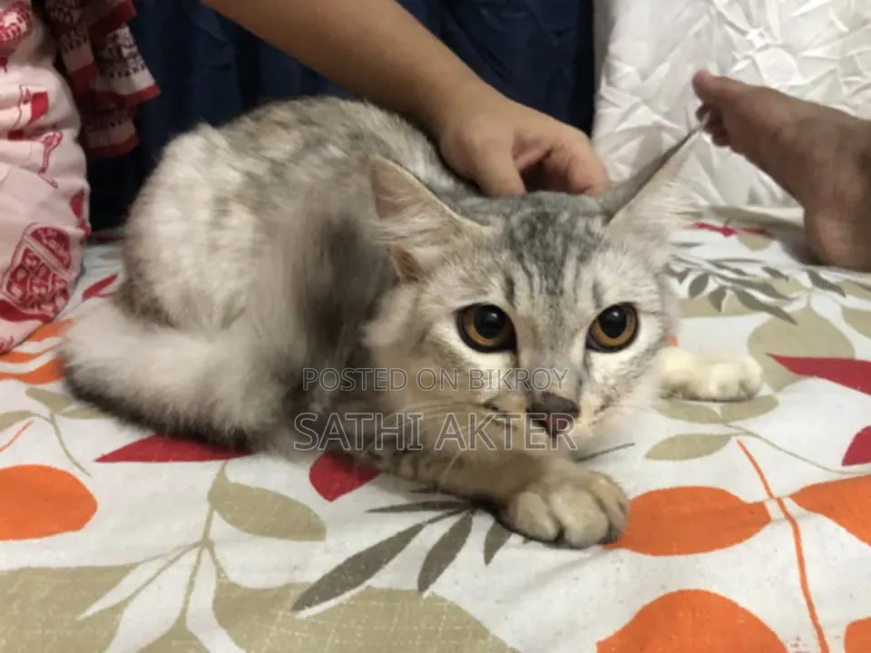 3-6 Months Female Mixed Breed Cat