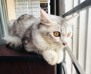 3-6 Months Female Mixed Breed Cat