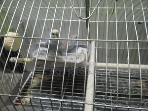 Budgerigar Bird