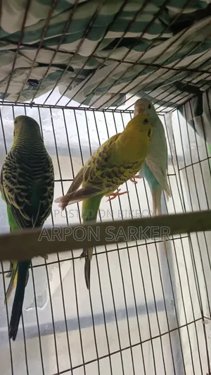 Budgerigar Birds