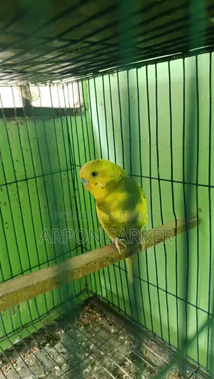 Budgerigar Birds