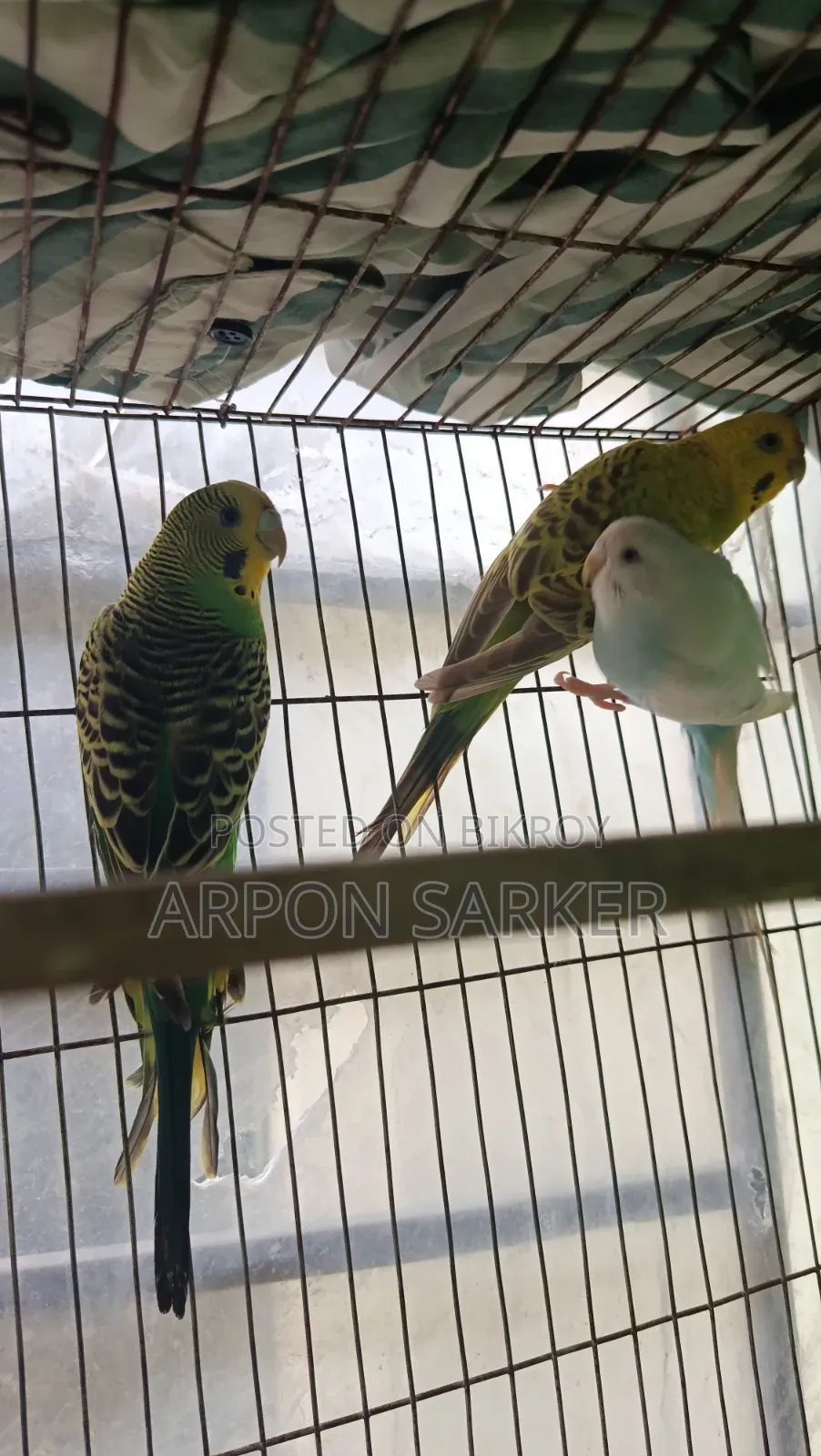 Budgerigar Birds