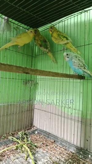 Budgerigar Birds