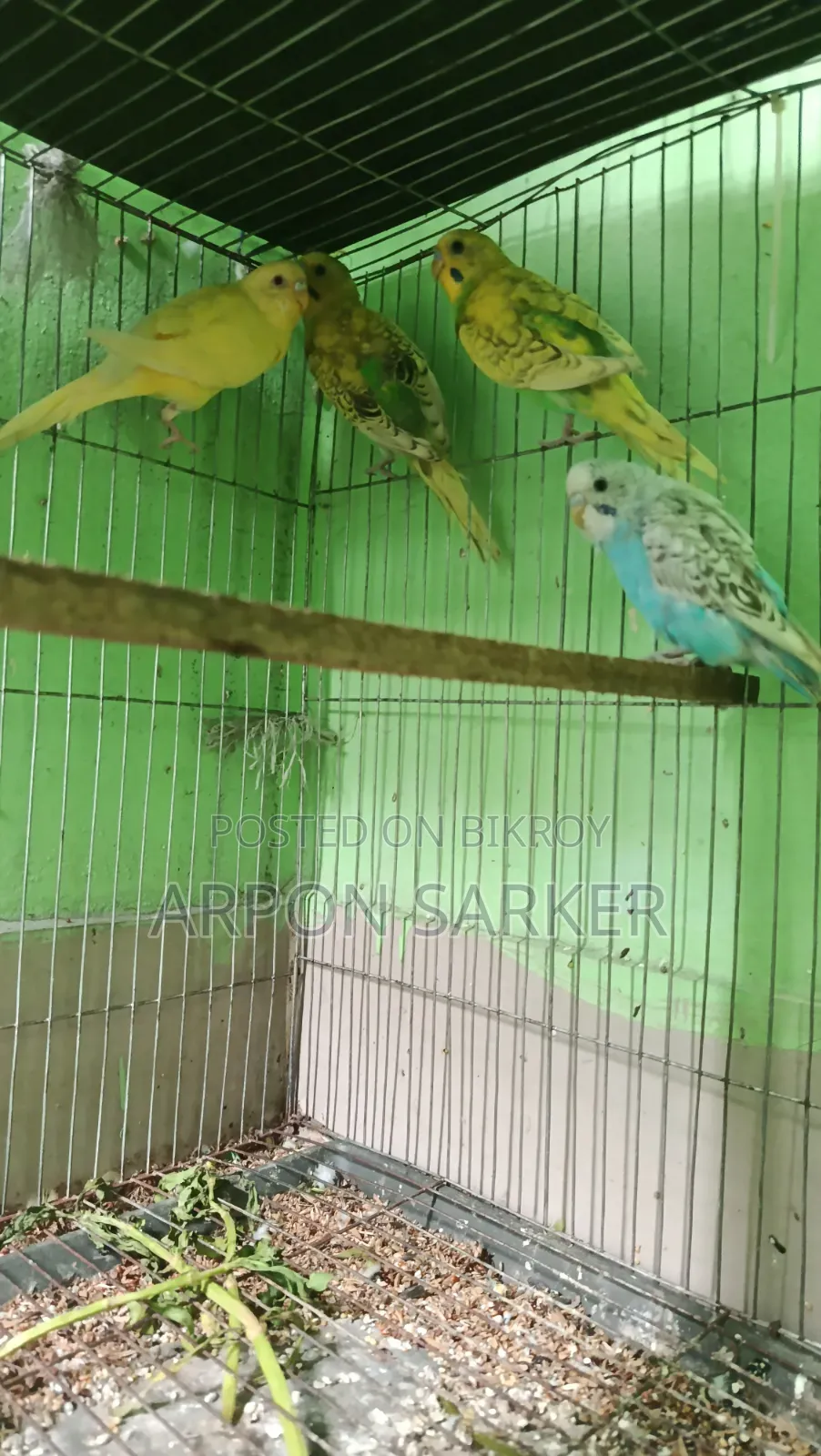 Budgerigar Birds
