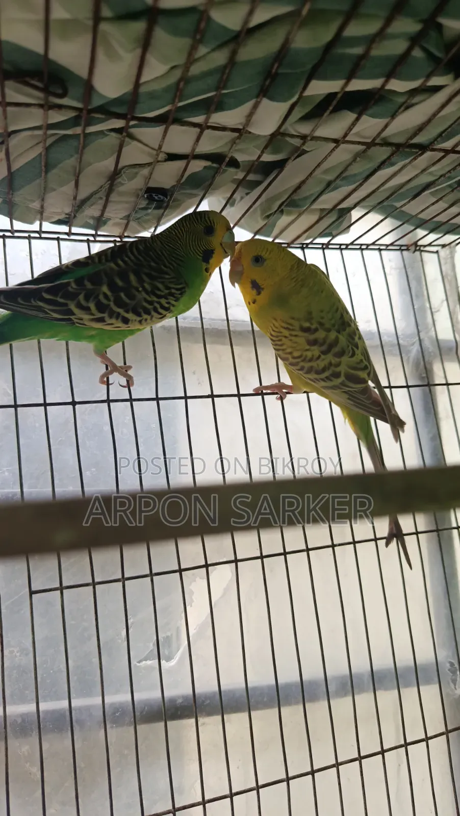 Budgerigar Birds