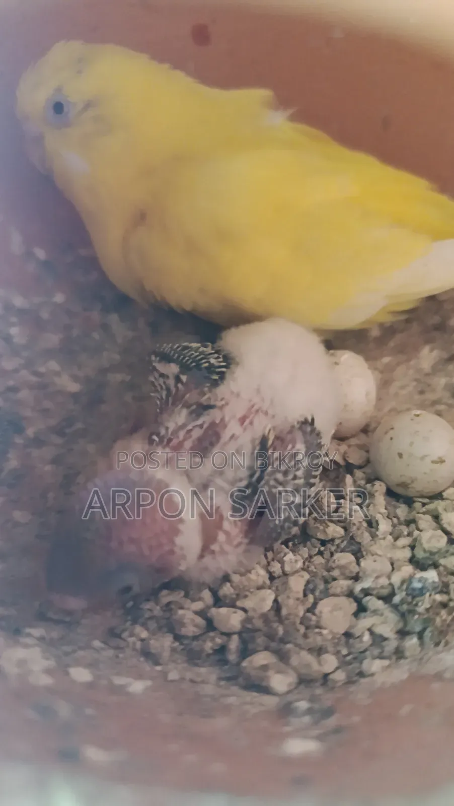 Budgerigar Birds