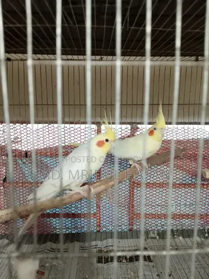 লুটিনো ককটেল রানিং জোড়া