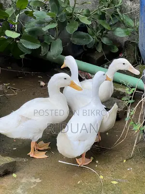 বেইজিং হাস / Duck