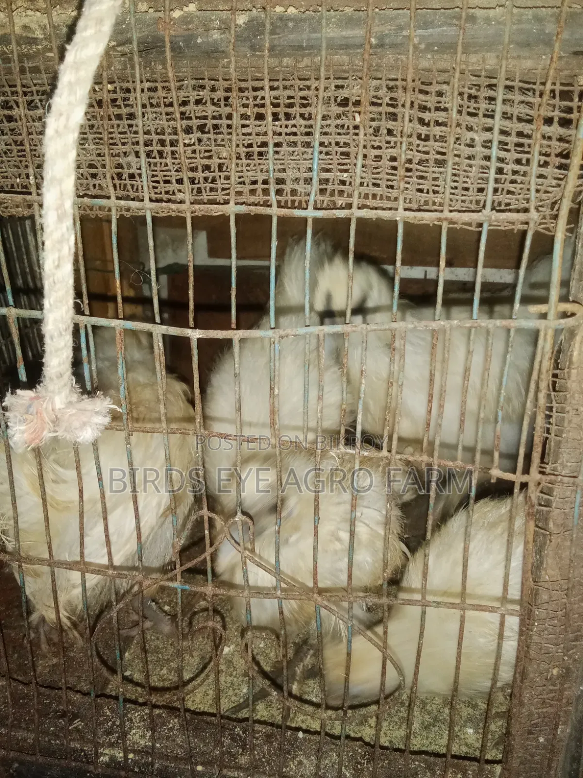Silkie chicks for sale