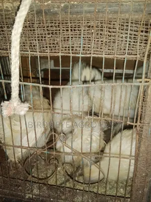 Silkie chicks for sale