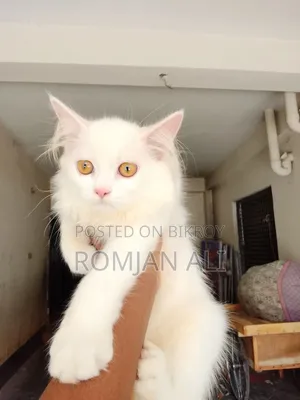 1-3 months Female Purebred Persian