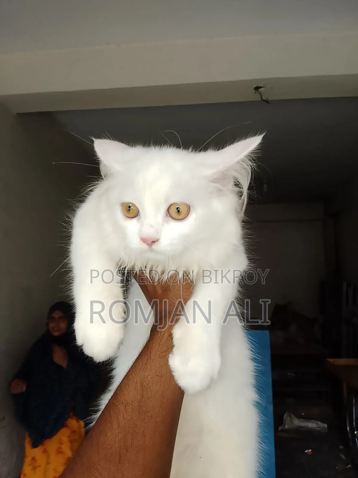 1-3 months Female Purebred Persian