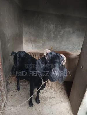 এই ছাগল টি ছাগল বিক্রি করা হবে