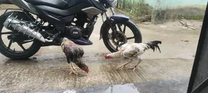 Sarali Duck