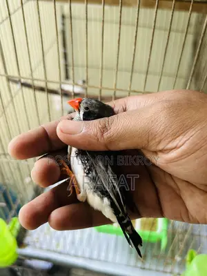 Big Size Zebra Finch Male
