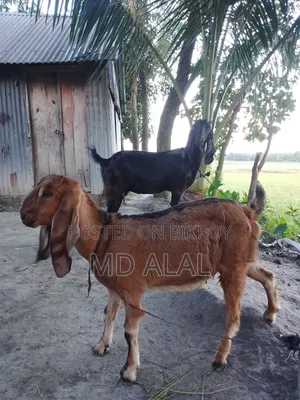 A Totapuri Breed Female Goat for Sale