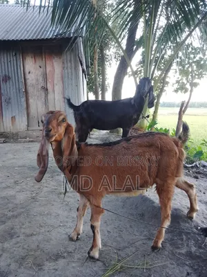 A Totapuri Breed Female Goat for Sale