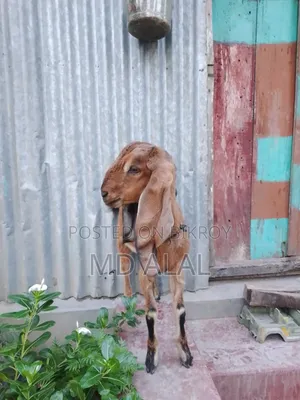 A Totapuri Breed Female Goat for Sale