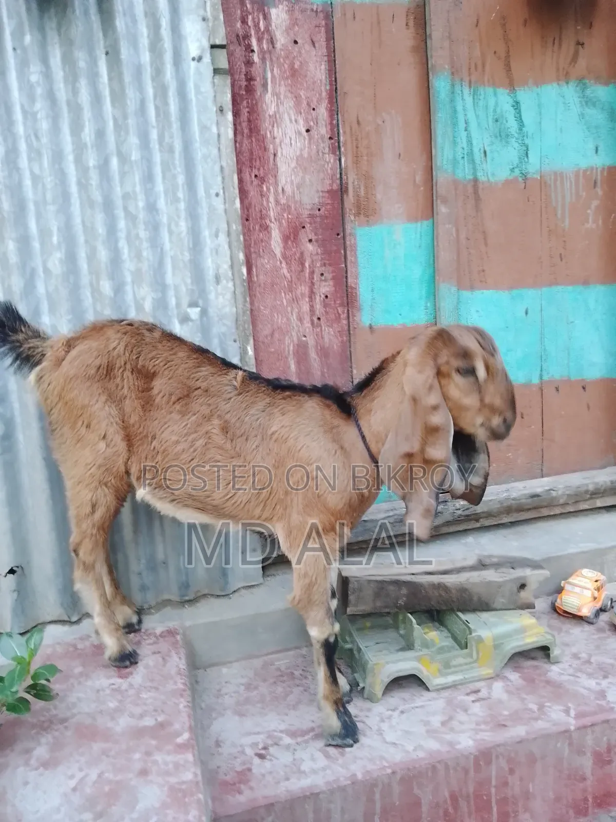 A Totapuri Breed Female Goat for Sale