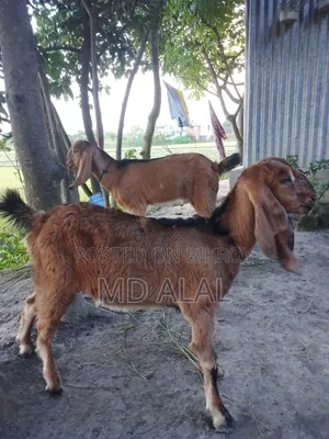 A Totapuri Breed Female Goat for Sale