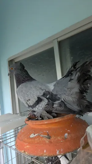 Sobuj Lokkha Black Lokkha Male