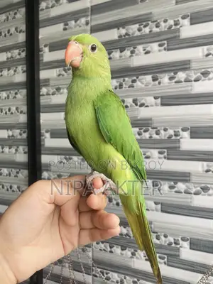 Indian Ringneck Baby