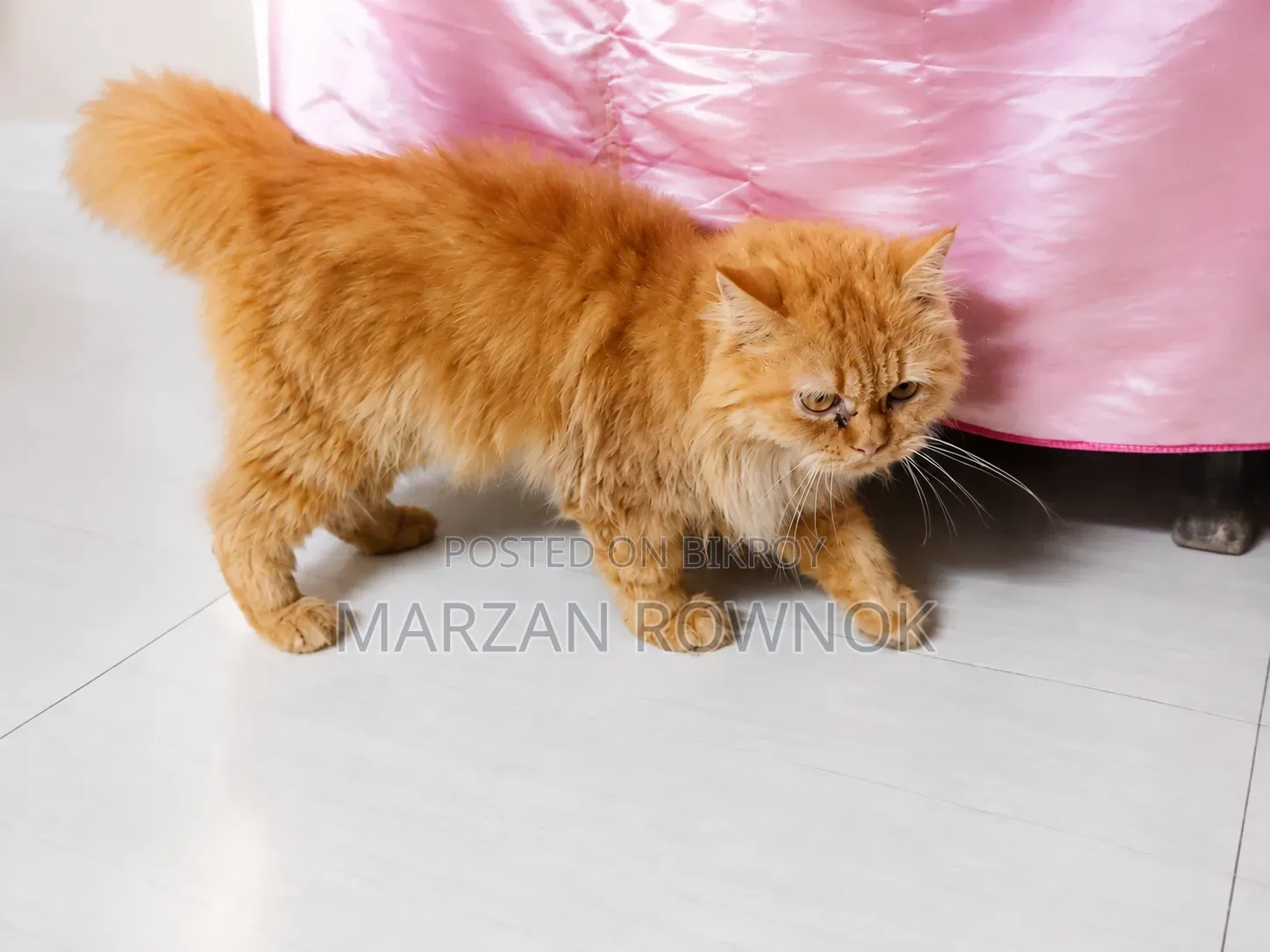 6-12 Months Male Purebred Persian