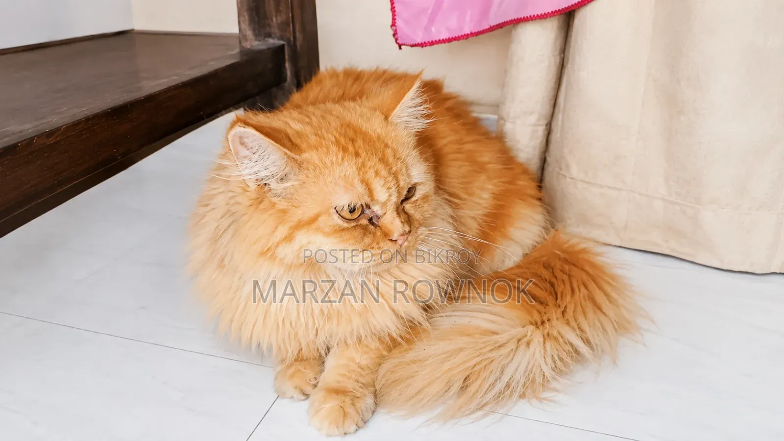 6-12 Months Male Purebred Persian