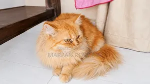 6-12 Months Male Purebred Persian