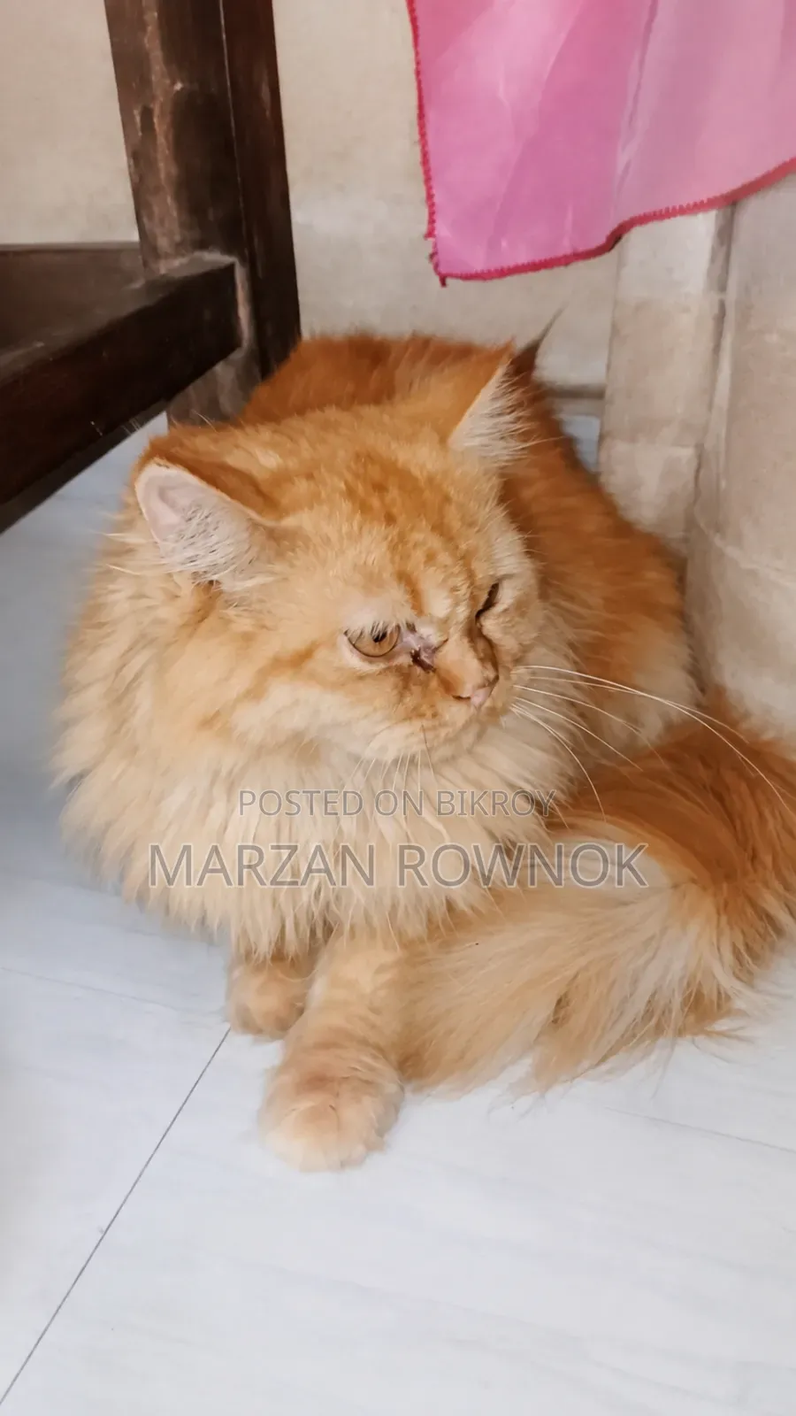 6-12 Months Male Purebred Persian