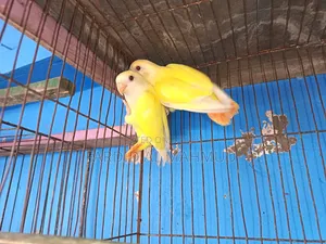 Peach Faced Lutino Opaline (2nd Gen Mutation Breed) Love Bird Pair