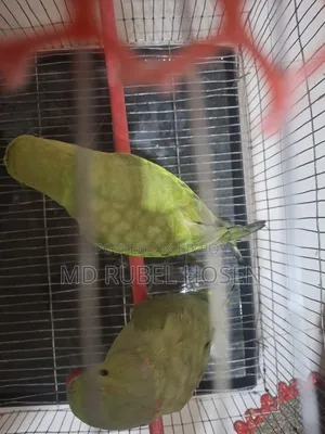 Indian Ringneck parrot chicks