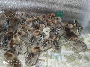 ফওমি বাচ্চা