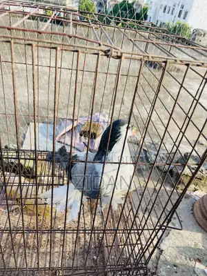 লাহোরি প্রাপ্তবয়স্ক নর