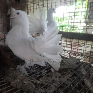 White Lakha